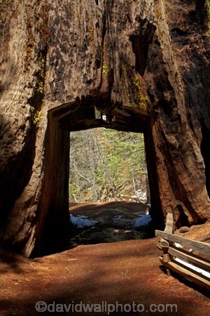 America;American;bark;CA;California;conifer;coniferous-tree;coniferous-trees;conifers;Crane-Flat;Dead-Giant;dead-giant-tunnel-tree;forest;forested;forests;giant-redwood;giant-sequoia;giant-sequoia-grove;giant-sequoia-groves;giant-sequoias;hiking-path;hiking-paths;hiking-trail;hiking-trails;national-park;national-parks;path;paths;pathway;pathways;redwoods;route;routes;sequoia;sequoia-grove;sequoia-groves;Sequoiadendron;Sequoiadendron-giganteum;sequoias;Sierra-Nevada;Sierra-Nevada-foothills;Sierra-redwood;Sierran-redwood;States;timber;track;tracks;trail;trails;tramping-trail;tramping-trails;tree;tree-trunk;tree-trunks;trees;truck;trunks;tunnel-tree;Tuolumne-Grove;Tuolumne-Grove-path;Tuolumne-Grove-track;Tuolumne-Grove-trail;Tuolumne-Grove-walkway;Tuolumne-Sequoia-Grove;U.S.A;UN-world-heritage-area;UN-world-heritage-site;UNESCO-World-Heritage-area;UNESCO-World-Heritage-Site;united-nations-world-heritage-area;united-nations-world-heritage-site;United-States;United-States-of-America;USA;walking-path;walking-paths;walking-trail;walking-trails;walkway;walkways;Wellingtonia;West-Coast;West-United-States;West-US;West-USA;Western-United-States;Western-US;Western-USA;wood;woods;world-heritage;world-heritage-area;world-heritage-areas;World-Heritage-Park;World-Heritage-site;World-Heritage-Sites;Yosemite;Yosemite-N.P.;Yosemite-Nat-Pk;Yosemite-National-Park;Yosemite-NP