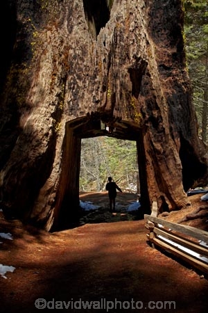 America;American;bark;CA;California;conifer;coniferous-tree;coniferous-trees;conifers;Crane-Flat;Dead-Giant;dead-giant-tunnel-tree;forest;forested;forests;giant-redwood;giant-sequoia;giant-sequoia-grove;giant-sequoia-groves;giant-sequoias;hiker;hikers;hiking-path;hiking-paths;hiking-trail;hiking-trails;national-park;national-parks;path;paths;pathway;pathways;people;person;redwoods;route;routes;sequoia;sequoia-grove;sequoia-groves;Sequoiadendron;Sequoiadendron-giganteum;sequoias;Sierra-Nevada;Sierra-Nevada-foothills;Sierra-redwood;Sierran-redwood;States;timber;tourism;tourist;tourists;track;tracks;trail;trails;tramping-trail;tramping-trails;tree;tree-trunk;tree-trunks;trees;truck;trunks;tunnel-tree;Tuolumne-Grove;Tuolumne-Grove-path;Tuolumne-Grove-track;Tuolumne-Grove-trail;Tuolumne-Grove-walkway;Tuolumne-Sequoia-Grove;U.S.A;UN-world-heritage-area;UN-world-heritage-site;UNESCO-World-Heritage-area;UNESCO-World-Heritage-Site;united-nations-world-heritage-area;united-nations-world-heritage-site;United-States;United-States-of-America;USA;visitor;visitors;walker;walkers;walking-path;walking-paths;walking-trail;walking-trails;walkway;walkways;Wellingtonia;West-Coast;West-United-States;West-US;West-USA;Western-United-States;Western-US;Western-USA;wood;woods;world-heritage;world-heritage-area;world-heritage-areas;World-Heritage-Park;World-Heritage-site;World-Heritage-Sites;Yosemite;Yosemite-N.P.;Yosemite-Nat-Pk;Yosemite-National-Park;Yosemite-NP