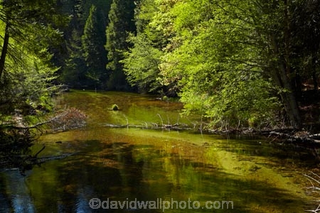 America;American;brook;brooks;CA;California;creek;creeks;forest;forested;forests;green;leafy;Mirror-Lake-Look-Trail;Mirror-Lake-Loop-Trail;Mirror-Lake-Trail;national-park;national-parks;Sierra-Nevada;Sierra-Nevada-foothills;States;stream;streams;Tenaya-Canyon;Tenaya-Creek;Tenaya-River;Tenaya-Stream;tree;trees;U.S.A;UN-world-heritage-area;UN-world-heritage-site;UNESCO-World-Heritage-area;UNESCO-World-Heritage-Site;united-nations-world-heritage-area;united-nations-world-heritage-site;United-States;United-States-of-America;USA;water;West-Coast;West-United-States;West-US;West-USA;Western-United-States;Western-US;Western-USA;world-heritage;world-heritage-area;world-heritage-areas;World-Heritage-Park;World-Heritage-site;World-Heritage-Sites;Yosemite;Yosemite-N.P.;Yosemite-Nat-Pk;Yosemite-National-Park;Yosemite-NP;Yosemite-Valley