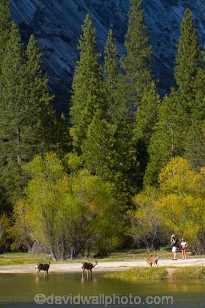 America;American;brook;brooks;CA;California;creek;creeks;deer;doe;does;female;female-deer;females;forest;forested;forests;hiking-path;hiking-paths;hiking-trail;hiking-trails;mammal;Mirror-Lake;Mirror-Lake-Look-Trail;Mirror-Lake-Loop-Trail;Mirror-Lake-Trail;Mule-deer;national-park;national-parks;Odocoileus-hemionus;path;paths;pathway;pathways;people;person;route;routes;Sierra-Nevada;Sierra-Nevada-foothills;States;stream;streams;Tenaya-Canyon;Tenaya-Creek;Tenaya-River;Tenaya-Stream;tourism;tourist;tourists;track;tracks;trail;trails;tramping-trail;tramping-trails;tree;trees;U.S.A;UN-world-heritage-area;UN-world-heritage-site;UNESCO-World-Heritage-area;UNESCO-World-Heritage-Site;united-nations-world-heritage-area;united-nations-world-heritage-site;United-States;United-States-of-America;USA;visitor;visitors;walking-path;walking-paths;walking-trail;walking-trails;walkway;walkways;water;West-Coast;West-United-States;West-US;West-USA;Western-United-States;Western-US;Western-USA;wildlife;world-heritage;world-heritage-area;world-heritage-areas;World-Heritage-Park;World-Heritage-site;World-Heritage-Sites;Yosemite;Yosemite-N.P.;Yosemite-Nat-Pk;Yosemite-National-Park;Yosemite-NP;Yosemite-Valley