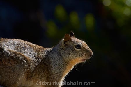 America;American;CA;California;California-ground-squirrel;California-ground-squirrels;California-squirrel;California-squirrels;ground-squirrel;ground-squirrels;John-Muir-Trail;mammal;mammals;national-park;national-parks;Otospermophilus-beecheyi;rodent;rodents;Sierra-Nevada;Sierra-Nevada-foothills;squirrel;squirrels;States;The-Mist-Trail;U.S.A;UN-world-heritage-area;UN-world-heritage-site;UNESCO-World-Heritage-area;UNESCO-World-Heritage-Site;united-nations-world-heritage-area;united-nations-world-heritage-site;United-States;United-States-of-America;USA;West-Coast;West-United-States;West-US;West-USA;Western-United-States;Western-US;Western-USA;wildlife;world-heritage;world-heritage-area;world-heritage-areas;World-Heritage-Park;World-Heritage-site;World-Heritage-Sites;Yosemite;Yosemite-N.P.;Yosemite-Nat-Pk;Yosemite-National-Park;Yosemite-NP