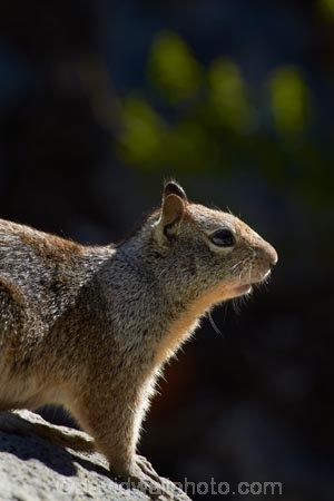 America;American;CA;California;California-ground-squirrel;California-ground-squirrels;California-squirrel;California-squirrels;ground-squirrel;ground-squirrels;John-Muir-Trail;mammal;mammals;national-park;national-parks;Otospermophilus-beecheyi;rodent;rodents;Sierra-Nevada;Sierra-Nevada-foothills;squirrel;squirrels;States;The-Mist-Trail;U.S.A;UN-world-heritage-area;UN-world-heritage-site;UNESCO-World-Heritage-area;UNESCO-World-Heritage-Site;united-nations-world-heritage-area;united-nations-world-heritage-site;United-States;United-States-of-America;USA;West-Coast;West-United-States;West-US;West-USA;Western-United-States;Western-US;Western-USA;wildlife;world-heritage;world-heritage-area;world-heritage-areas;World-Heritage-Park;World-Heritage-site;World-Heritage-Sites;Yosemite;Yosemite-N.P.;Yosemite-Nat-Pk;Yosemite-National-Park;Yosemite-NP