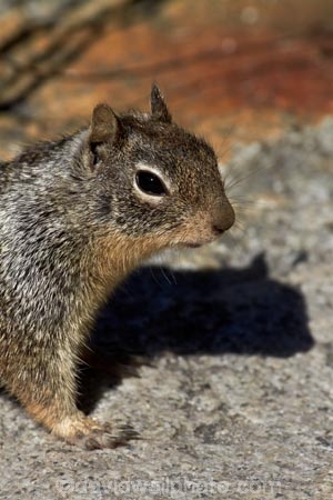 America;American;CA;California;California-ground-squirrel;California-ground-squirrels;California-squirrel;California-squirrels;ground-squirrel;ground-squirrels;John-Muir-Trail;mammal;mammals;national-park;national-parks;Otospermophilus-beecheyi;rodent;rodents;Sierra-Nevada;Sierra-Nevada-foothills;squirrel;squirrels;States;The-Mist-Trail;U.S.A;UN-world-heritage-area;UN-world-heritage-site;UNESCO-World-Heritage-area;UNESCO-World-Heritage-Site;united-nations-world-heritage-area;united-nations-world-heritage-site;United-States;United-States-of-America;USA;West-Coast;West-United-States;West-US;West-USA;Western-United-States;Western-US;Western-USA;wildlife;world-heritage;world-heritage-area;world-heritage-areas;World-Heritage-Park;World-Heritage-site;World-Heritage-Sites;Yosemite;Yosemite-N.P.;Yosemite-Nat-Pk;Yosemite-National-Park;Yosemite-NP