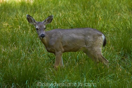 America;American;CA;California;deer;doe;does;female;female-deer;females;field;fields;grass;mammal;meadow;meadows;Mule-deer;national-park;national-parks;Odocoileus-hemionus;paddock;paddocks;pasture;pastures;Sierra-Nevada;Sierra-Nevada-foothills;States;U.S.A;UN-world-heritage-area;UN-world-heritage-site;UNESCO-World-Heritage-area;UNESCO-World-Heritage-Site;united-nations-world-heritage-area;united-nations-world-heritage-site;United-States;United-States-of-America;USA;West-Coast;West-United-States;West-US;West-USA;Western-United-States;Western-US;Western-USA;wildlife;world-heritage;world-heritage-area;world-heritage-areas;World-Heritage-Park;World-Heritage-site;World-Heritage-Sites;Yosemite;Yosemite-N.P.;Yosemite-Nat-Pk;Yosemite-National-Park;Yosemite-NP;Yosemite-Valley