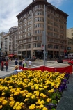 America;American;Bay-Area;CA;California;downtown-San-Francisco;flower;flower-garden;flower-gardens;flowerbed;flowerbeds;flowers;garden;gardens;public-plaza;public-plazas;San-Francisco;San-Francisco-CBD;States;street;street-scene;street-scenes;streets;U.S.A;Union-Sq;Union-Square;United-States;United-States-of-America;USA;West-Coast;West-United-States;West-US;West-USA;Western-United-States;Western-US;Western-USA;yellow;yellow-flowers