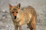 8285;america;american;American-jackal;American-jackals;badwater;Badwater-Basin;basin;brush-wolf;brush-wolves;CA;california;Canid;Canidae;Canids;canis;Canis-latrans;Carnivora;carnivore;carnivores;Close-up;Closeup;close_up;coyote;coyotes;death;Death-Valley;Death-Valley-N.P.;Death-Valley-National-Park;desert;Great-Basin;International-Biosphere-Reserve;latrans;Mammal;Mammals;mojave;Mojave-Desert;national;national-park;National-parks;omnivore;omnivores;park;Portrait;portraits;prairie-wolf;prairie-wolves;predator;predators;states;The-Great-Basin;U.S.A;United-States;United-States-of-America;usa;valley;west-coast;West-United-States;West-US;West-USA;Western-United-States;Western-US;Western-USA;wilderness-area;Wildlife