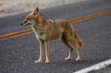 8304;america;american;American-jackal;American-jackals;badwater;Badwater-Basin;basin;brush-wolf;brush-wolves;CA;california;Canid;Canidae;Canids;canis;Canis-latrans;Carnivora;carnivore;carnivores;coyote;coyotes;danger;dangerous;death;Death-Valley;Death-Valley-N.P.;Death-Valley-National-Park;desert;Great-Basin;International-Biosphere-Reserve;latrans;Mammal;Mammals;mojave;Mojave-Desert;national;national-park;National-parks;omnivore;omnivores;park;prairie-wolf;prairie-wolves;predator;predators;road;roads;states;The-Great-Basin;U.S.A;United-States;United-States-of-America;usa;valley;west-coast;West-United-States;West-US;West-USA;Western-United-States;Western-US;Western-USA;wilderness-area;Wildlife