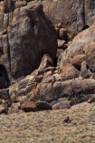 Alabama-Hills;Alabama-Hills-Recreation-Area;America;American;bike;bikes;BLM-Alabama-Hills-Recreation-Area;boulder;boulders;CA;California;dirt-bike;dirt-bikes;Inyo-County;Lone-Pine;motorbike;motorbikes;motorcycle;motorcycles;Owens-Valley;rock;rocks;rocky;Sierra-Nevada-Mountain-Range;States;trail-bike;trail-bikes;U.S.A;United-States;United-States-of-America;USA;West-Coast;West-United-States;West-US;West-USA;Western-United-States;Western-US;Western-USA
