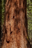 America;American;bark;CA;California;conifer;coniferous-tree;coniferous-trees;conifers;Crane-Flat;forest;forested;forests;giant-redwood;giant-sequoia;giant-sequoia-grove;giant-sequoia-groves;giant-sequoias;national-park;national-parks;redwoods;sequoia;sequoia-grove;sequoia-groves;Sequoiadendron;Sequoiadendron-giganteum;sequoias;Sierra-Nevada;Sierra-Nevada-foothills;Sierra-redwood;Sierran-redwood;States;timber;tree;tree-trunk;tree-trunks;trees;truck;trunks;Tuolumne-Grove;Tuolumne-Sequoia-Grove;U.S.A;UN-world-heritage-area;UN-world-heritage-site;UNESCO-World-Heritage-area;UNESCO-World-Heritage-Site;united-nations-world-heritage-area;united-nations-world-heritage-site;United-States;United-States-of-America;USA;Wellingtonia;West-Coast;West-United-States;West-US;West-USA;Western-United-States;Western-US;Western-USA;wood;woods;world-heritage;world-heritage-area;world-heritage-areas;World-Heritage-Park;World-Heritage-site;World-Heritage-Sites;Yosemite;Yosemite-N.P.;Yosemite-Nat-Pk;Yosemite-National-Park;Yosemite-NP