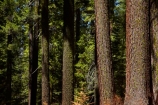 America;American;bark;CA;California;conifer;coniferous-tree;coniferous-trees;conifers;Crane-Flat;forest;forested;forests;giant-redwood;giant-sequoia;giant-sequoia-grove;giant-sequoia-groves;giant-sequoias;national-park;national-parks;redwoods;sequoia;sequoia-grove;sequoia-groves;Sequoiadendron;Sequoiadendron-giganteum;sequoias;Sierra-Nevada;Sierra-Nevada-foothills;Sierra-redwood;Sierran-redwood;States;timber;tree;tree-trunk;tree-trunks;trees;truck;trunks;Tuolumne-Grove;Tuolumne-Sequoia-Grove;U.S.A;UN-world-heritage-area;UN-world-heritage-site;UNESCO-World-Heritage-area;UNESCO-World-Heritage-Site;united-nations-world-heritage-area;united-nations-world-heritage-site;United-States;United-States-of-America;USA;Wellingtonia;West-Coast;West-United-States;West-US;West-USA;Western-United-States;Western-US;Western-USA;wood;woods;world-heritage;world-heritage-area;world-heritage-areas;World-Heritage-Park;World-Heritage-site;World-Heritage-Sites;Yosemite;Yosemite-N.P.;Yosemite-Nat-Pk;Yosemite-National-Park;Yosemite-NP