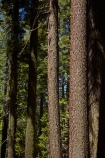 America;American;bark;CA;California;conifer;coniferous-tree;coniferous-trees;conifers;Crane-Flat;forest;forested;forests;giant-redwood;giant-sequoia;giant-sequoia-grove;giant-sequoia-groves;giant-sequoias;national-park;national-parks;redwoods;sequoia;sequoia-grove;sequoia-groves;Sequoiadendron;Sequoiadendron-giganteum;sequoias;Sierra-Nevada;Sierra-Nevada-foothills;Sierra-redwood;Sierran-redwood;States;timber;tree;tree-trunk;tree-trunks;trees;truck;trunks;Tuolumne-Grove;Tuolumne-Sequoia-Grove;U.S.A;UN-world-heritage-area;UN-world-heritage-site;UNESCO-World-Heritage-area;UNESCO-World-Heritage-Site;united-nations-world-heritage-area;united-nations-world-heritage-site;United-States;United-States-of-America;USA;Wellingtonia;West-Coast;West-United-States;West-US;West-USA;Western-United-States;Western-US;Western-USA;wood;woods;world-heritage;world-heritage-area;world-heritage-areas;World-Heritage-Park;World-Heritage-site;World-Heritage-Sites;Yosemite;Yosemite-N.P.;Yosemite-Nat-Pk;Yosemite-National-Park;Yosemite-NP