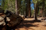 America;American;CA;California;conifer;coniferous-tree;coniferous-trees;conifers;Crane-Flat;forest;forested;forests;giant-redwood;giant-sequoia;giant-sequoia-grove;giant-sequoia-groves;giant-sequoias;hiker;hikers;hiking-path;hiking-paths;hiking-trail;hiking-trails;national-park;national-parks;path;paths;pathway;pathways;people;person;redwoods;route;routes;sequoia;sequoia-grove;sequoia-groves;Sequoiadendron;Sequoiadendron-giganteum;sequoias;Sierra-Nevada;Sierra-Nevada-foothills;Sierra-redwood;Sierran-redwood;States;timber;tourism;tourist;tourists;track;tracks;trail;trails;tramping-trail;tramping-trails;tree;tree-trunk;tree-trunks;trees;truck;trunks;Tuolumne-Grove;Tuolumne-Grove-path;Tuolumne-Grove-track;Tuolumne-Grove-trail;Tuolumne-Grove-walkway;Tuolumne-Sequoia-Grove;U.S.A;UN-world-heritage-area;UN-world-heritage-site;UNESCO-World-Heritage-area;UNESCO-World-Heritage-Site;united-nations-world-heritage-area;united-nations-world-heritage-site;United-States;United-States-of-America;USA;visitor;visitors;walker;walkers;walking-path;walking-paths;walking-trail;walking-trails;walkway;walkways;Wellingtonia;West-Coast;West-United-States;West-US;West-USA;Western-United-States;Western-US;Western-USA;wood;woods;world-heritage;world-heritage-area;world-heritage-areas;World-Heritage-Park;World-Heritage-site;World-Heritage-Sites;Yosemite;Yosemite-N.P.;Yosemite-Nat-Pk;Yosemite-National-Park;Yosemite-NP