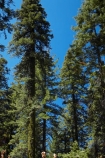 America;American;CA;California;conifer;coniferous-tree;coniferous-trees;conifers;Crane-Flat;forest;forested;forests;giant-redwood;giant-sequoia;giant-sequoia-grove;giant-sequoia-groves;giant-sequoias;national-park;national-parks;redwoods;sequoia;sequoia-grove;sequoia-groves;Sequoiadendron;Sequoiadendron-giganteum;sequoias;Sierra-Nevada;Sierra-Nevada-foothills;Sierra-redwood;Sierran-redwood;sky;States;timber;tree;tree-trunk;tree-trunks;trees;truck;trunks;Tuolumne-Grove;U.S.A;UN-world-heritage-area;UN-world-heritage-site;UNESCO-World-Heritage-area;UNESCO-World-Heritage-Site;united-nations-world-heritage-area;united-nations-world-heritage-site;United-States;United-States-of-America;USA;Wellingtonia;West-Coast;West-United-States;West-US;West-USA;Western-United-States;Western-US;Western-USA;wood;woods;world-heritage;world-heritage-area;world-heritage-areas;World-Heritage-Park;World-Heritage-site;World-Heritage-Sites;Yosemite;Yosemite-N.P.;Yosemite-Nat-Pk;Yosemite-National-Park;Yosemite-NP