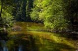 America;American;brook;brooks;CA;California;creek;creeks;forest;forested;forests;green;leafy;Mirror-Lake-Look-Trail;Mirror-Lake-Loop-Trail;Mirror-Lake-Trail;national-park;national-parks;Sierra-Nevada;Sierra-Nevada-foothills;States;stream;streams;Tenaya-Canyon;Tenaya-Creek;Tenaya-River;Tenaya-Stream;tree;trees;U.S.A;UN-world-heritage-area;UN-world-heritage-site;UNESCO-World-Heritage-area;UNESCO-World-Heritage-Site;united-nations-world-heritage-area;united-nations-world-heritage-site;United-States;United-States-of-America;USA;water;West-Coast;West-United-States;West-US;West-USA;Western-United-States;Western-US;Western-USA;world-heritage;world-heritage-area;world-heritage-areas;World-Heritage-Park;World-Heritage-site;World-Heritage-Sites;Yosemite;Yosemite-N.P.;Yosemite-Nat-Pk;Yosemite-National-Park;Yosemite-NP;Yosemite-Valley