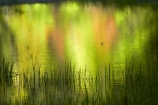 America;American;brook;brooks;CA;California;calm;creek;creeks;green;Mirror-Lake;Mirror-Lake-Look-Trail;Mirror-Lake-Loop-Trail;Mirror-Lake-Trail;national-park;national-parks;placid;quiet;reflected;reflection;reflections;serene;Sierra-Nevada;Sierra-Nevada-foothills;smooth;States;still;stream;streams;Tenaya-Canyon;Tenaya-Creek;Tenaya-River;Tenaya-Stream;tranquil;U.S.A;UN-world-heritage-area;UN-world-heritage-site;UNESCO-World-Heritage-area;UNESCO-World-Heritage-Site;united-nations-world-heritage-area;united-nations-world-heritage-site;United-States;United-States-of-America;USA;water;West-Coast;West-United-States;West-US;West-USA;Western-United-States;Western-US;Western-USA;world-heritage;world-heritage-area;world-heritage-areas;World-Heritage-Park;World-Heritage-site;World-Heritage-Sites;Yosemite;Yosemite-N.P.;Yosemite-Nat-Pk;Yosemite-National-Park;Yosemite-NP;Yosemite-Valley