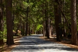 America;American;CA;California;Camp;Camp-Ground;Camp-Grounds;Camp-Site;Camp-Sites;campground;campgrounds;Camping;Camping-Area;Camping-Areas;Camping-Ground;Camping-Grounds;Camping-Site;Camping-Sites;Caravan-Park;Caravan-Parks;forest;forested;forests;Holiday;Holiday-Park;Holiday-Parks;holidays;national-park;national-parks;people;person;road;roads;Sierra-Nevada;Sierra-Nevada-foothills;States;tourism;tourist;tourists;tree;trees;U.S.A;UN-world-heritage-area;UN-world-heritage-site;UNESCO-World-Heritage-area;UNESCO-World-Heritage-Site;united-nations-world-heritage-area;united-nations-world-heritage-site;United-States;United-States-of-America;Upper-Pines-Campground;USA;vacation;vacations;visitor;visitors;West-Coast;West-United-States;West-US;West-USA;Western-United-States;Western-US;Western-USA;world-heritage;world-heritage-area;world-heritage-areas;World-Heritage-Park;World-Heritage-site;World-Heritage-Sites;Yosemite;Yosemite-N.P.;Yosemite-Nat-Pk;Yosemite-National-Park;Yosemite-NP;Yosemite-Valley
