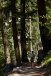 America;American;boy;boys;CA;California;child;children;forest;forested;forests;hiker;hikers;hiking-path;hiking-paths;hiking-trail;hiking-trails;John-Muir-Trail;national-park;national-parks;path;paths;pathway;pathways;people;person;route;routes;shade;shady;Sierra-Nevada;Sierra-Nevada-foothills;States;The-Mist-Trail;tourism;tourist;tourists;track;tracks;trail;trails;tramping-trail;tramping-trails;tree;trees;U.S.A;UN-world-heritage-area;UN-world-heritage-site;UNESCO-World-Heritage-area;UNESCO-World-Heritage-Site;united-nations-world-heritage-area;united-nations-world-heritage-site;United-States;United-States-of-America;USA;visitor;visitors;walker;walkers;walking-path;walking-paths;walking-trail;walking-trails;walkway;walkways;West-Coast;West-United-States;West-US;West-USA;Western-United-States;Western-US;Western-USA;world-heritage;world-heritage-area;world-heritage-areas;World-Heritage-Park;World-Heritage-site;World-Heritage-Sites;Yosemite;Yosemite-N.P.;Yosemite-Nat-Pk;Yosemite-National-Park;Yosemite-NP