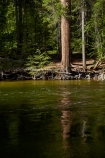 America;American;brook;brooks;CA;California;calm;creek;creeks;forest;forested;forests;Merced-River;national-park;national-parks;placid;quiet;reflected;reflection;reflections;river;rivers;serene;Sierra-Nevada;Sierra-Nevada-foothills;smooth;States;still;stream;streams;tranquil;tree;trees;U.S.A;UN-world-heritage-area;UN-world-heritage-site;UNESCO-World-Heritage-area;UNESCO-World-Heritage-Site;united-nations-world-heritage-area;united-nations-world-heritage-site;United-States;United-States-of-America;USA;water;West-Coast;West-United-States;West-US;West-USA;Western-United-States;Western-US;Western-USA;world-heritage;world-heritage-area;world-heritage-areas;World-Heritage-Park;World-Heritage-site;World-Heritage-Sites;Yosemite;Yosemite-N.P.;Yosemite-Nat-Pk;Yosemite-National-Park;Yosemite-NP;Yosemite-Valley