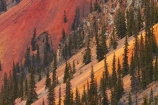 America;American-Southwest;Anvil-Mountai;Anvil-Mt;Anvil-Mtn;brown,-red-and-yellow-iron-oxide-colors;CO;Colorado;Colorado-Plateau;Colorado-Plateau-Province;Colorado-Scenic-and-Historic-Byway-System;conifer;conifers;forest;forests;iron-ore-rock;iron-ore-rocks;iron-oxide;Million-Dollar-Highway;Mount-Anvil;Mt-Anvil;reddish;Rocky-Mountains;San-Juan-County;San-Juan-Mountains;San-Juan-Skyway;San-Juan-Skyway-Scenic-Byway;Silverton;South-west-United-States;South-west-US;South-west-USA;South-western-United-States;South-western-US;South-western-USA;Southwest-United-States;Southwest-US;Southwest-USA;Southwestern-United-States;Southwestern-US;Southwestern-USA;States;the-Southwest;tree;trees;U.S.-Highway-550;U.S.A;United-States;United-States-of-America;US-550;USA;wood;woods