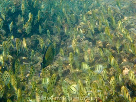 Acanthuridae;Acanthurus-triostegus;America;American;Convict-Tang;Convict-Tangs;coral-reef;coral-reefs;corals;dive-site;dive-sites;diving;ecosystem;environment;fish;fishes;Hanauma;Hanauma-Bay;Hanauma-Bay-Nature-Preserve;Hanauma-Bay-Nature-Reserve;Hanauma-Bay-State-Park;Hanauma-Crater;Hawaii;Hawaiian-Islands;HI;Island-of-Oahu;manini;marine;marine-environment;marine-life;marinelife;Oahu;Oahu;Oahu-Island;Ocean;oceanlife;Oceans;order-Perciformes;Pacific;reef;reefs;school;school-of-fish;schooling;schools;sea;sealife;seas;shaoling;shoal;shoal-of-fish;shoals;snorkeling;snorkelling;State-of-Hawaii;States;surgeonfish;tropical-island;tropical-islands;tropical-reef;tropical-reefs;U.S.A;under-water;under_water;undersea;underwater;underwater-photo;underwater-photography;underwater-photos;United-States;United-States-of-America;USA