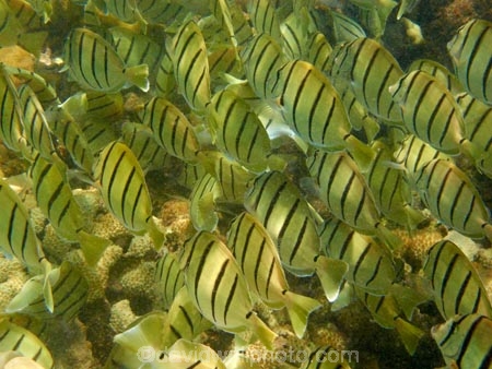 Acanthuridae;Acanthurus-triostegus;America;American;Convict-Tang;Convict-Tangs;coral-reef;coral-reefs;corals;dive-site;dive-sites;diving;ecosystem;environment;fish;fishes;Hanauma;Hanauma-Bay;Hanauma-Bay-Nature-Preserve;Hanauma-Bay-Nature-Reserve;Hanauma-Bay-State-Park;Hanauma-Crater;Hawaii;Hawaiian-Islands;HI;Island-of-Oahu;manini;marine;marine-environment;marine-life;marinelife;Oahu;Oahu;Oahu-Island;Ocean;oceanlife;Oceans;order-Perciformes;Pacific;reef;reefs;school;school-of-fish;schooling;schools;sea;sealife;seas;shaoling;shoal;shoal-of-fish;shoals;snorkeling;snorkelling;State-of-Hawaii;States;surgeonfish;tropical-island;tropical-islands;tropical-reef;tropical-reefs;U.S.A;under-water;under_water;undersea;underwater;underwater-photo;underwater-photography;underwater-photos;United-States;United-States-of-America;USA
