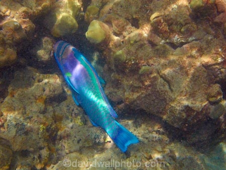 America;American;bright-blue;Chlorurus-perspicillatus;colorful;colourful;coral-reef;coral-reefs;corals;dive-site;dive-sites;diving;ecosystem;environment;fish;fishes;green;Hanauma;Hanauma-Bay;Hanauma-Bay-Nature-Preserve;Hanauma-Bay-Nature-Reserve;Hanauma-Bay-State-Park;Hanauma-Crater;Hawaii;Hawaiian-Islands;HI;Island-of-Oahu;marine;marine-environment;marine-life;marinelife;Oahu;Oahu;Oahu-Island;Ocean;oceanlife;Oceans;Pacific;Parrotfish;Parrotfished;reef;reefs;sea;sealife;seas;snorkeling;snorkelling;Spectacled-Parrotfish;Spectacled-Parrotfished;State-of-Hawaii;States;tropical-island;tropical-islands;tropical-reef;tropical-reefs;U.S.A;under-water;under_water;undersea;underwater;underwater-photo;underwater-photography;underwater-photos;United-States;United-States-of-America;USA