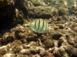 Acanthuridae;Acanthurus-triostegus;America;American;Convict-Tang;Convict-Tangs;coral-reef;coral-reefs;corals;dive-site;dive-sites;diving;ecosystem;environment;fish;fishes;Hanauma;Hanauma-Bay;Hanauma-Bay-Nature-Preserve;Hanauma-Bay-Nature-Reserve;Hanauma-Bay-State-Park;Hanauma-Crater;Hawaii;Hawaiian-Islands;HI;Island-of-Oahu;manini;marine;marine-environment;marine-life;marinelife;Oahu;Oahu;Oahu-Island;Ocean;oceanlife;Oceans;order-Perciformes;Pacific;reef;reefs;sea;sealife;seas;snorkeling;snorkelling;State-of-Hawaii;States;surgeonfish;tropical-island;tropical-islands;tropical-reef;tropical-reefs;U.S.A;under-water;under_water;undersea;underwater;underwater-photo;underwater-photography;underwater-photos;United-States;United-States-of-America;USA