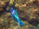 America;American;bright-blue;Chlorurus-perspicillatus;colorful;colourful;coral-reef;coral-reefs;corals;dive-site;dive-sites;diving;ecosystem;environment;fish;fishes;green;Hanauma;Hanauma-Bay;Hanauma-Bay-Nature-Preserve;Hanauma-Bay-Nature-Reserve;Hanauma-Bay-State-Park;Hanauma-Crater;Hawaii;Hawaiian-Islands;HI;Island-of-Oahu;marine;marine-environment;marine-life;marinelife;Oahu;Oahu;Oahu-Island;Ocean;oceanlife;Oceans;Pacific;Parrotfish;Parrotfished;reef;reefs;sea;sealife;seas;snorkeling;snorkelling;Spectacled-Parrotfish;Spectacled-Parrotfished;State-of-Hawaii;States;tropical-island;tropical-islands;tropical-reef;tropical-reefs;U.S.A;under-water;under_water;undersea;underwater;underwater-photo;underwater-photography;underwater-photos;United-States;United-States-of-America;USA