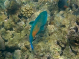 America;American;bullethead-parrotfish;bullethead-parrotfishes;Chlorurus-sordidus;coral-reef;coral-reefs;corals;daisy-parrotfish;daisy-parrotfishes;dive-site;dive-sites;diving;ecosystem;environment;fish;fishes;Hanauma;Hanauma-Bay;Hanauma-Bay-Nature-Preserve;Hanauma-Bay-Nature-Reserve;Hanauma-Bay-State-Park;Hanauma-Crater;Hawaii;Hawaiian-Islands;HI;Island-of-Oahu;marine;marine-environment;marine-life;marinelife;Oahu;Oahu;Oahu-Island;Ocean;oceanlife;Oceans;Pacific;parrotfish;parrotfishes;reef;reefs;sea;sealife;seas;snorkeling;snorkelling;State-of-Hawaii;States;tropical-island;tropical-islands;tropical-reef;tropical-reefs;U.S.A;under-water;under_water;undersea;underwater;underwater-photo;underwater-photography;underwater-photos;United-States;United-States-of-America;USA