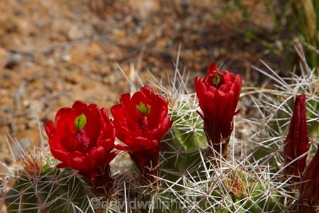 America;American-Southwest;Arches-N.P.;Arches-National-Park;Arches-NP;cacti;cactus;cactus-flower;cactus-flowers;Claret-Cup;Claretcup;desert-flower;desert-flowers;desert-wildflower;desert-wildflowers;Echinocereus-triglochidiatus;hedgehog-cactus;Kingcup-cactus;Moab;Mojave-mound-cactus;national-park;national-parks;red-flower;red-flowers;South-west-United-States;South-west-US;South-west-USA;South-western-United-States;South-western-US;South-western-USA;Southwest-United-States;Southwest-US;Southwest-USA;Southwestern-United-States;Southwestern-US;Southwestern-USA;States;the-Southwest;U.S.A;United-States;United-States-of-America;US-National-Park;US-National-Parks;USA;UT;Utah;wildflower;wildflowers