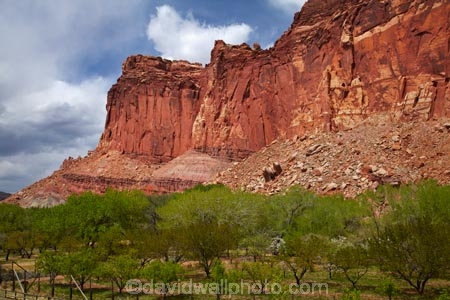 America;American-Southwest;bluff;bluffs;Capitol-Reef-National-Park;cliff;cliffs;crop;crops;deciduous;farm;farming;farmland;farms;field;fruit;fruit-tree;fruit-trees;Fruita;heritage;historic;historic-place;historic-places;historical;historical-place;historical-places;history;horticulture;leaf;leaves;national-park;national-parks;orchard;orchards;red-sandstone;rural;sandstone-cliff;sandstone-cliffs;South-west-United-States;South-west-US;South-west-USA;South-western-United-States;South-western-US;South-western-USA;Southwest-United-States;Southwest-US;Southwest-USA;Southwestern-United-States;Southwestern-US;Southwestern-USA;States;the-Southwest;tree;trees;U.S.A;United-States;United-States-of-America;USA;UT;Utah;Wayne-County
