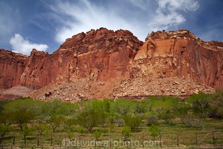 America;American-Southwest;bluff;bluffs;Capitol-Reef-National-Park;cliff;cliffs;crop;crops;deciduous;farm;farming;farmland;farms;field;fruit;fruit-tree;fruit-trees;Fruita;heritage;historic;historic-place;historic-places;historical;historical-place;historical-places;history;horticulture;leaf;leaves;national-park;national-parks;orchard;orchards;red-sandstone;rural;sandstone-cliff;sandstone-cliffs;South-west-United-States;South-west-US;South-west-USA;South-western-United-States;South-western-US;South-western-USA;Southwest-United-States;Southwest-US;Southwest-USA;Southwestern-United-States;Southwestern-US;Southwestern-USA;States;the-Southwest;tree;trees;U.S.A;United-States;United-States-of-America;USA;UT;Utah;Wayne-County