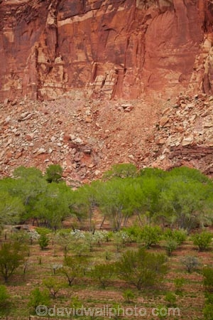 America;American-Southwest;bluff;bluffs;Capitol-Reef-National-Park;cliff;cliffs;crop;crops;deciduous;farm;farming;farmland;farms;field;fruit;fruit-tree;fruit-trees;Fruita;heritage;historic;historic-place;historic-places;historical;historical-place;historical-places;history;horticulture;leaf;leaves;national-park;national-parks;orchard;orchards;red-sandstone;rural;sandstone-cliff;sandstone-cliffs;South-west-United-States;South-west-US;South-west-USA;South-western-United-States;South-western-US;South-western-USA;Southwest-United-States;Southwest-US;Southwest-USA;Southwestern-United-States;Southwestern-US;Southwestern-USA;States;the-Southwest;tree;trees;U.S.A;United-States;United-States-of-America;USA;UT;Utah;Wayne-County