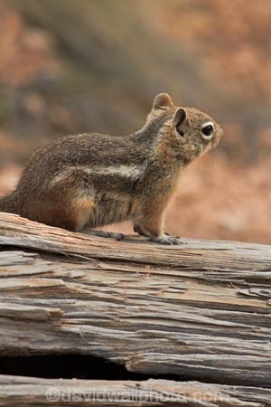 America;American-Southwest;animal;animals;Bryce-Amphitheater;Bryce-Canyon;Bryce-Canyon-N.P.;Bryce-Canyon-National-Park;Bryce-Canyon-NP;Callospermophilus-lateralis;Golden-mantled-ground-squirrel;Golden_mantled-ground-squirrel;ground-squirrel;ground-squirrels;mammal;mammals;national-park;national-parks;Paunsaugunt-Plateau;South-west-United-States;South-west-US;South-west-USA;South-western-United-States;South-western-US;South-western-USA;Southwest-United-States;Southwest-US;Southwest-USA;Southwestern-United-States;Southwestern-US;Southwestern-USA;squirrel;squirrels;States;stripe;striped;the-Southwest;U.S.A;United-States;United-States-of-America;USA;UT;Utah;wildlife