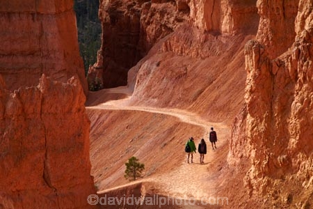 America;American-Southwest;badland;badlands;Bryce-Amphitheater;Bryce-Amphitheatre;Bryce-Canyon;Bryce-Canyon-N.P.;Bryce-Canyon-National-Park;Bryce-Canyon-NP;clay;column;columns;earth-pyramid;earth-pyramids;eroded;erosion;fairy-chimney;fairy-chimneys;formation;formations;geological;geology;hiker;hikers;hiking-path;hiking-paths;hiking-track;hiking-tracks;hiking-trail;hiking-trails;hoodoo;hoodoos;layer;layers;national-park;national-parks;natural-geological-formation;natural-geological-formations;natural-tower;natural-towers;Navajo-Loop;Navajo-Loop-path;Navajo-Loop-track;Navajo-Loop-trail;Navajo-Loop-walk;Navajo-path;Navajo-track;Navajo-trail;Navajo-walk;North-America;path;paths;pathway;pathways;Paunsaugunt-Plateau;people;person;pillar;pillars;pinnacle;pinnacles;rock;rock-chimney;rock-chimneys;rock-column;rock-columns;rock-formation;rock-formations;rock-pillar;rock-pillars;rock-pinnacle;rock-pinnacles;rock-spire;rock-spires;rock-tower;rock-towers;rocks;route;routes;Sandstone;South-west-United-States;South-west-US;South-west-USA;South-western-United-States;South-western-US;South-western-USA;Southwest-United-States;Southwest-US;Southwest-USA;Southwestern-United-States;Southwestern-US;Southwestern-USA;States;stone;tent-rock;tent-rocks;the-Southwest;tourism;tourist;tourists;track;tracks;trail;trails;tramping-track;tramping-tracks;tramping-trail;tramping-trails;U.S.A;United-States;United-States-of-America;unusual-natural-feature;unusual-natural-features;unusual-natural-formation;unusual-natural-formations;USA;UT;Utah;walker;walkers;walking-path;walking-paths;walking-track;walking-tracks;walking-trail;walking-trails;walkway;walkways;weathered;weathering;wilderness;wilderness-area;wilderness-areas