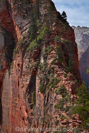 adventure;adventurous;America;American-Southwest;Angels-Landing;Angels-Landing-track;Angels-Landing-trail;Angelâ€™s-Landing;Angelâ€™s-Landing-track;Angelâ€™s-Landing-trail;bluff;bluffs;cliff;cliffs;danger;dangerous;dangerous-hike;dangerous-track;hiker;hikers;hiking-path;hiking-paths;hiking-track;hiking-tracks;hiking-trail;hiking-trails;lookout;lookouts;national-parks;overlook;path;paths;pathway;pathways;people;person;route;routes;Scout-Lookout;South-west-United-States;South-west-US;South-west-USA;South-western-United-States;South-western-US;South-western-USA;Southwest-United-States;Southwest-US;Southwest-USA;Southwestern-United-States;Southwestern-US;Southwestern-USA;States;the-Southwest;tourism;tourist;tourists;track;tracks;trail;trails;tramping-track;tramping-tracks;tramping-trail;tramping-trails;U.S.A;United-States;United-States-of-America;USA;UT;Utah;view;viewpoint;viewpoints;views;walker;walkers;walking-path;walking-paths;walking-track;walking-tracks;walking-trail;walking-trails;walkway;walkways;Zion;Zion-Canyon;Zion-N.P.;Zion-National-Park;Zion-NP