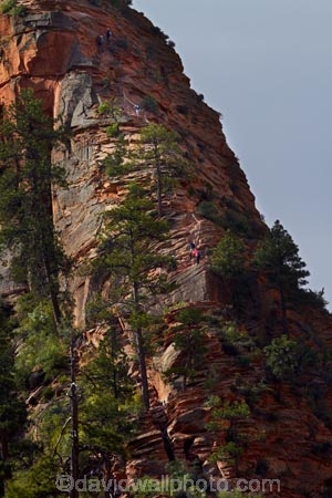 adventure;adventurous;America;American-Southwest;Angels-Landing;Angels-Landing-track;Angels-Landing-trail;Angel’s-Landing;Angel’s-Landing-track;Angel’s-Landing-trail;bluff;bluffs;canyon;canyons;cliff;cliffs;danger;dangerous;dangerous-hike;dangerous-track;Great-White-Throne;hiker;hikers;hiking-path;hiking-paths;hiking-track;hiking-tracks;hiking-trail;hiking-trails;lookout;lookouts;national-parks;overlook;path;paths;pathway;pathways;people;person;route;routes;Scout-Lookout;South-west-United-States;South-west-US;South-west-USA;South-western-United-States;South-western-US;South-western-USA;Southwest-United-States;Southwest-US;Southwest-USA;Southwestern-United-States;Southwestern-US;Southwestern-USA;States;the-Southwest;tourism;tourist;tourists;track;tracks;trail;trails;tramping-track;tramping-tracks;tramping-trail;tramping-trails;U.S.A;United-States;United-States-of-America;USA;UT;Utah;view;viewpoint;viewpoints;views;walker;walkers;walking-path;walking-paths;walking-track;walking-tracks;walking-trail;walking-trails;walkway;walkways;West-Rim-Track;West-Rim-Trail;Zion;Zion-Canyon;Zion-N.P.;Zion-National-Park;Zion-NP