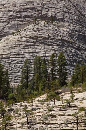 America;American-Southwest;bluff;bluffs;Cathedral-Mountain;cliff;cliffs;geological;geology;national-parks;natural-geological-formation;natural-geological-formations;rock;rock-formation;rock-formations;rocks;Sandstone;slickrock;South-west-United-States;South-west-US;South-west-USA;South-western-United-States;South-western-US;South-western-USA;Southwest-United-States;Southwest-US;Southwest-USA;Southwestern-United-States;Southwestern-US;Southwestern-USA;States;stone;the-Southwest;U.S.A;United-States;United-States-of-America;unusual-natural-feature;unusual-natural-features;unusual-natural-formation;unusual-natural-formations;USA;UT;Utah;West-Rim-Track;West-Rim-Trail;wilderness;wilderness-area;wilderness-areas;Zion;Zion-N.P.;Zion-National-Park;Zion-NP