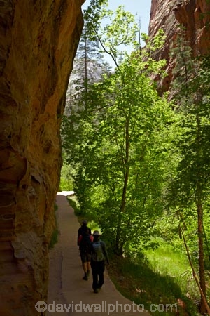 America;American-Southwest;Angels-Landing;Angels-Landing-track;Angels-Landing-trail;Angel’s-Landing;Angel’s-Landing-track;Angel’s-Landing-trail;bluff;bluffs;canyon;canyons;cliff;cliffs;hiking-path;hiking-paths;hiking-track;hiking-tracks;hiking-trail;hiking-trails;national-parks;path;paths;pathway;pathways;Refrigerator-Canyon;route;routes;South-west-United-States;South-west-US;South-west-USA;South-western-United-States;South-western-US;South-western-USA;Southwest-United-States;Southwest-US;Southwest-USA;Southwestern-United-States;Southwestern-US;Southwestern-USA;States;the-Southwest;track;tracks;trail;trails;tramping-track;tramping-tracks;tramping-trail;tramping-trails;U.S.A;United-States;United-States-of-America;USA;UT;Utah;walking-path;walking-paths;walking-track;walking-tracks;walking-trail;walking-trails;walkway;walkways;West-Rim-Track;West-Rim-Trail;Zion;Zion-N.P.;Zion-National-Park;Zion-NP;MR;Model-Release