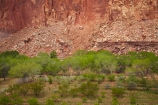 America;American-Southwest;bluff;bluffs;Capitol-Reef-National-Park;cliff;cliffs;crop;crops;deciduous;farm;farming;farmland;farms;field;fruit;fruit-tree;fruit-trees;Fruita;heritage;historic;historic-place;historic-places;historical;historical-place;historical-places;history;horticulture;leaf;leaves;national-park;national-parks;orchard;orchards;red-sandstone;rural;sandstone-cliff;sandstone-cliffs;South-west-United-States;South-west-US;South-west-USA;South-western-United-States;South-western-US;South-western-USA;Southwest-United-States;Southwest-US;Southwest-USA;Southwestern-United-States;Southwestern-US;Southwestern-USA;States;the-Southwest;tree;trees;U.S.A;United-States;United-States-of-America;USA;UT;Utah;Wayne-County