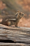 America;American-Southwest;animal;animals;Bryce-Amphitheater;Bryce-Canyon;Bryce-Canyon-N.P.;Bryce-Canyon-National-Park;Bryce-Canyon-NP;Callospermophilus-lateralis;Golden-mantled-ground-squirrel;Golden_mantled-ground-squirrel;ground-squirrel;ground-squirrels;mammal;mammals;national-park;national-parks;Paunsaugunt-Plateau;South-west-United-States;South-west-US;South-west-USA;South-western-United-States;South-western-US;South-western-USA;Southwest-United-States;Southwest-US;Southwest-USA;Southwestern-United-States;Southwestern-US;Southwestern-USA;squirrel;squirrels;States;stripe;striped;the-Southwest;U.S.A;United-States;United-States-of-America;USA;UT;Utah;wildlife