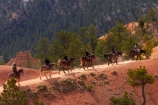 America;American-Southwest;Bryce-Amphitheater;Bryce-Amphitheatre;Bryce-Canyon;Bryce-Canyon-N.P.;Bryce-Canyon-National-Park;Bryce-Canyon-NP;Bryce-Canyon-Rides;Bryce-National-Park-Horseback-Tours;Canyon-Trail-Rides;cowboy;cowboys;equestrian;hiking-path;hiking-paths;hiking-track;hiking-tracks;hiking-trail;hiking-trails;horse;horse-rider;horse-riders;horse-riding;horse-tour;horse-tours;horse-trail;horse-trails;horse-trek;horse-trekker;horse-trekkers;horse-trekking;horse-treks;horseback-tours;horses;national-park;national-parks;path;paths;pathway;pathways;Paunsaugunt-Plateau;people;person;Queens-Garden-Path;Queens-Garden-Trackl;Queens-Garden-Trail;Queens-Garden-walk;Queens-Garden-Path;Queens-Garden-Track;Queens-Garden-Trail;Queens-Garden-walk;route;routes;South-west-United-States;South-west-US;South-west-USA;South-western-United-States;South-western-US;South-western-USA;Southwest-United-States;Southwest-US;Southwest-USA;Southwestern-United-States;Southwestern-US;Southwestern-USA;States;the-Southwest;track;tracks;trail;trails;tramping-track;tramping-tracks;tramping-trail;tramping-trails;U.S.A;United-States;United-States-of-America;USA;UT;Utah;walking-path;walking-paths;walking-track;walking-tracks;walking-trail;walking-trails;walkway;walkways